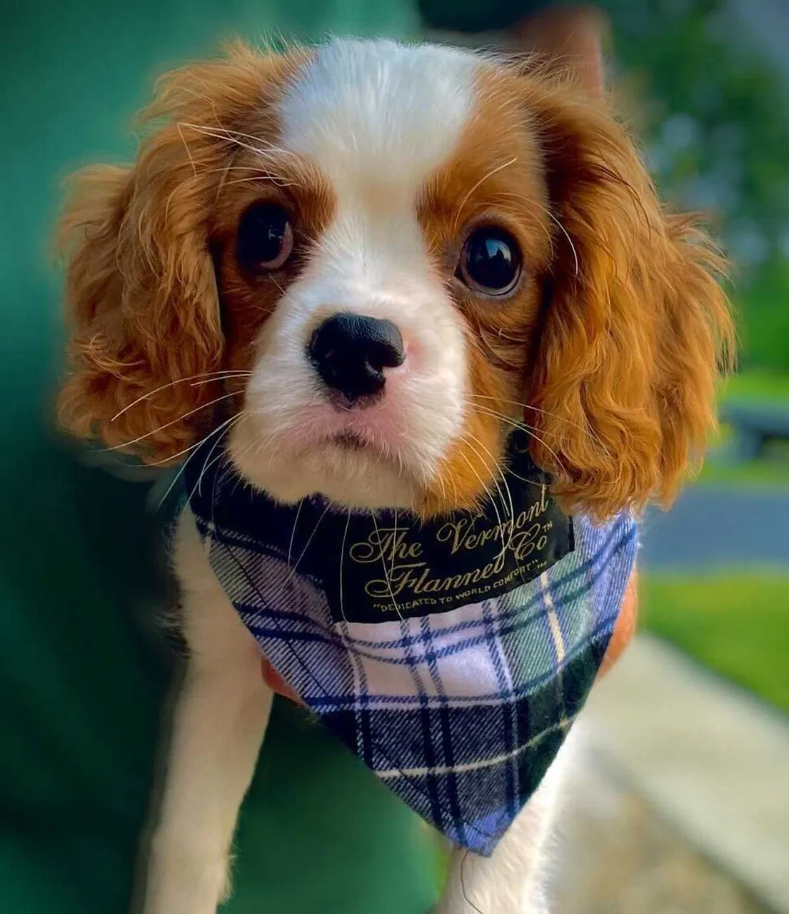 Flannel Dog Bandana - Campbell